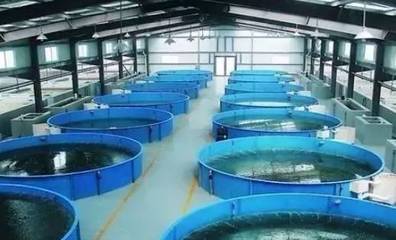 既要養好魚，又要護生態 一文秒懂《工廠化水產養殖系統》安裝指南